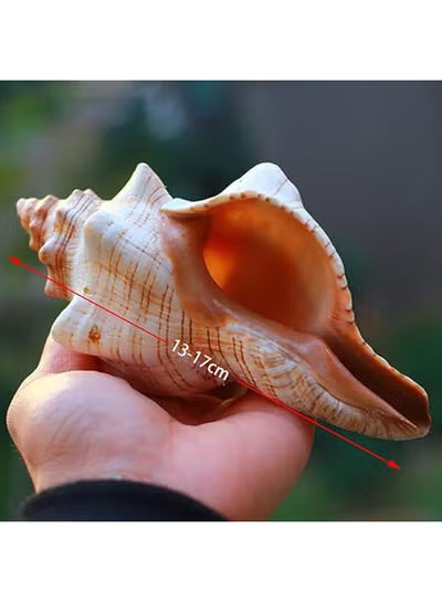 THE WHITE SHOP 1PCS Conch Shell Large Natural Seashells Perfect for Fish