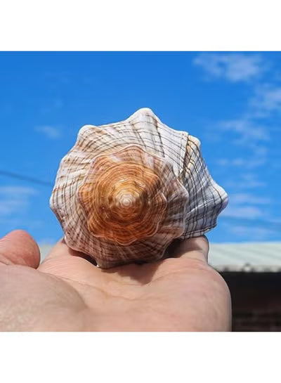 THE WHITE SHOP 1PCS Conch Shell Large Natural Seashells Perfect for Fish