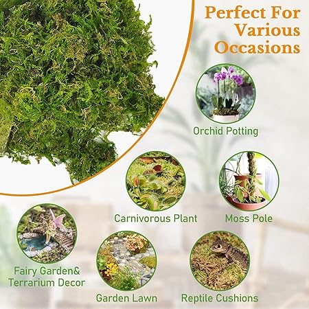 Sphagnum Moss for Plant | 150g Natural Moss Potting Mix | Nutrition Organic - M&M