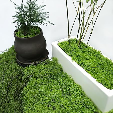 Preserved Artificial Moss, 100g, Odourless Colourfast Green Moss for Potted - M&M