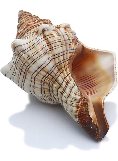 THE WHITE SHOP 1PCS Conch Shell Large Natural Seashells Perfect for Fish