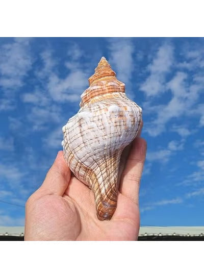 THE WHITE SHOP 1PCS Conch Shell Large Natural Seashells Perfect for Fish