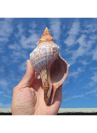 THE WHITE SHOP 1PCS Conch Shell Large Natural Seashells Perfect for Fish